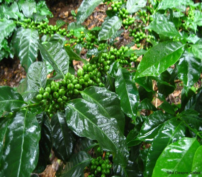 Fructe de cafea verzi