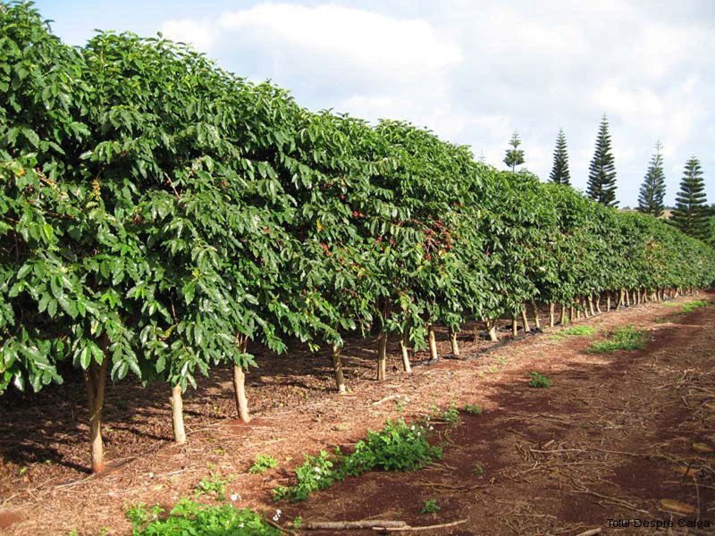 Plantatie de arbori de cafea