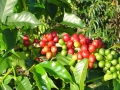 Fructe de cafea in diferite faze de coacere
