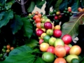 Fructe de cafea in diferite faze de coacere