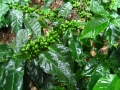 Fructe de cafea verzi
