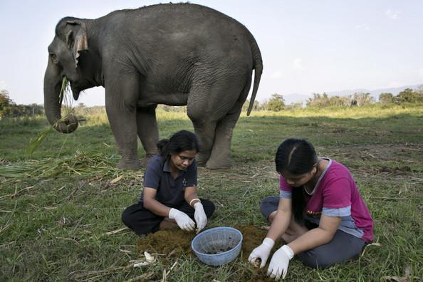 Elephant+Dung+Coffee+Produces+World+Most+Expensive+a2MeNHB1qRHl