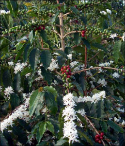 boabe de cafea, cafea, cafea verde, cultivare, ferma, ferme, flori de cafea, fructe de cafea, padure