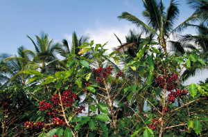 boabe de cafea, cafea, cafea verde, cultivare, ferma, ferme, flori de cafea, fructe de cafea, padure