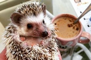 boabe de cafea, cafea, cafea verde, cultivare, ferma, ferme, flori de cafea, fructe de cafea, padure
